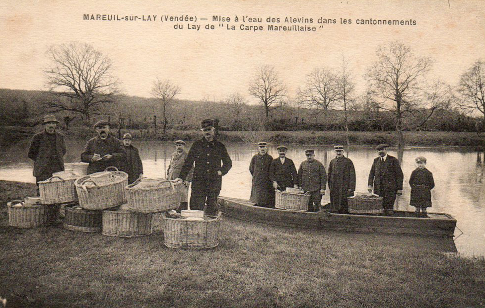 Mise à l'eau des Alevins dans les cantonnements du Lay